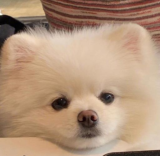 头像狗狗可爱蠢萌 蠢萌的狗狗头像