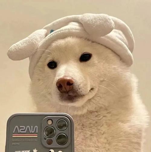 狗子头像沙雕 关于狗子的沙雕头像