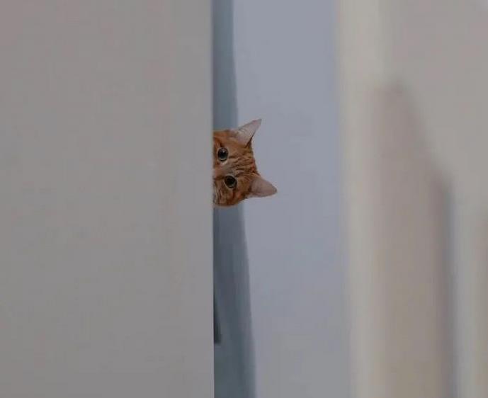 探头看的头像 探头看看的微信背景图片