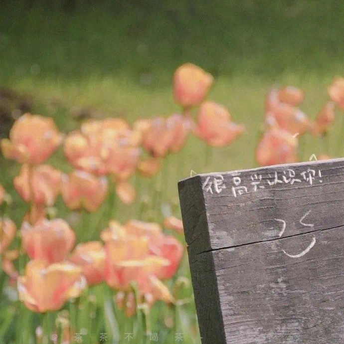 2024新款ins简约治愈系文字背景图片|治愈系文字配图