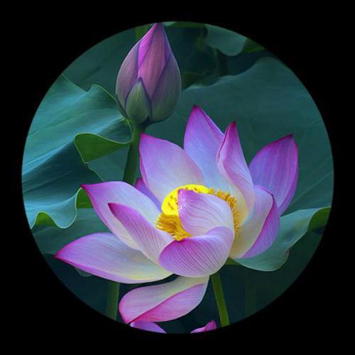 荷花微信头像简约干净 莲花头像图片唯美高清