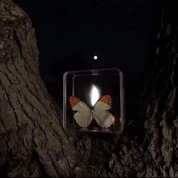 仙气蝴蝶背景图|蝴蝶头像ins风唯美梦幻