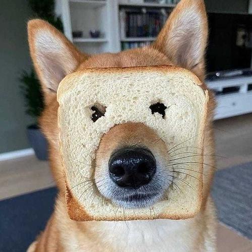 好看的动物头像 好看的动物头像图片女