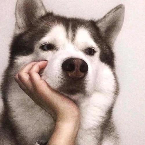 狗头像图片霸气十足 好看的狗头像图片霸气十足