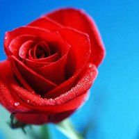 玫瑰花头像图片大全 玫瑰花头像图片大全个性头像图片