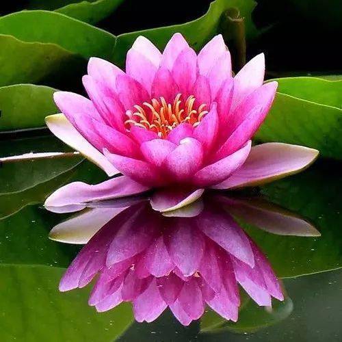 花头像微信头像老年人 微信中老年人头像关于花的