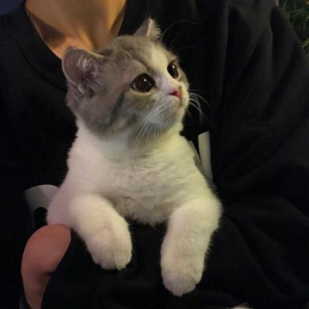 抱着猫的男生头像 男生抱着猫咪的头像图片