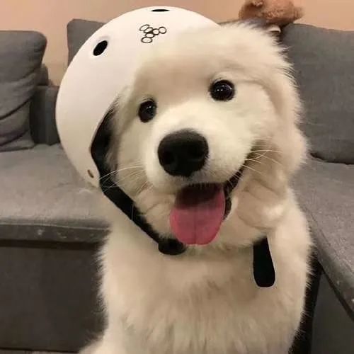 微信头像动物可爱超萌 微信头像小动物可爱超萌