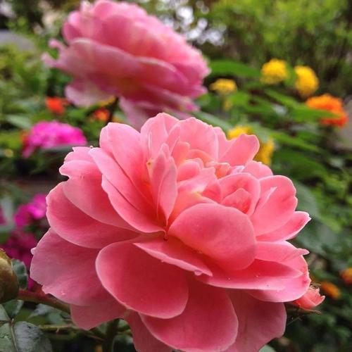 微信头像中年女 中年女性微信图片头像