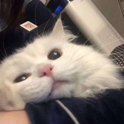 女生头像动物 动物头像图片女生