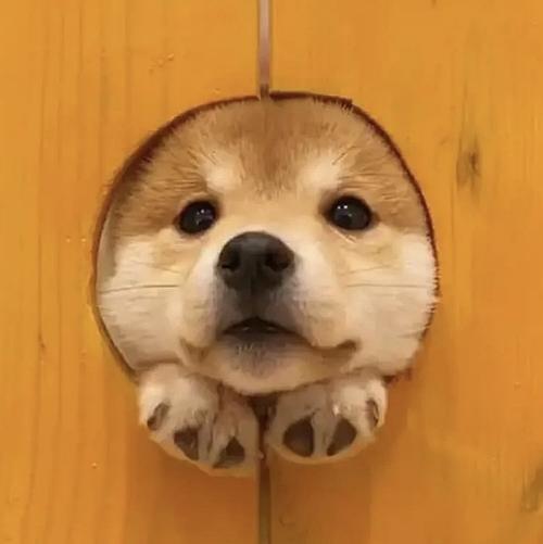 狗狗可爱头像 狗的可爱头像图片