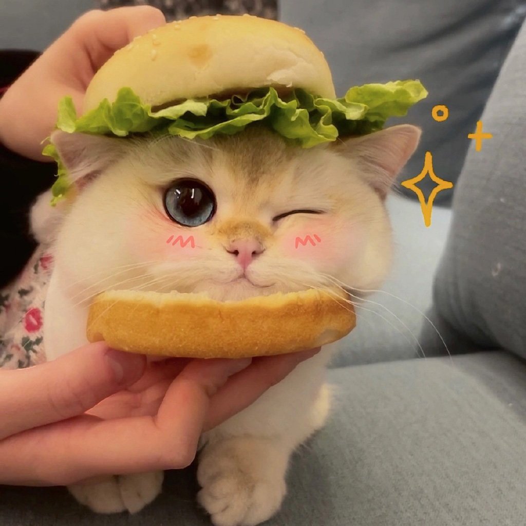 汉堡小猫咪头像图片 可爱的小猫头像大全