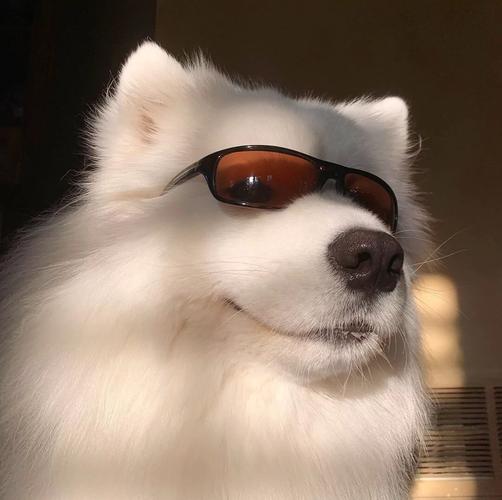 男生动物头像 男生动物头像图片小熊