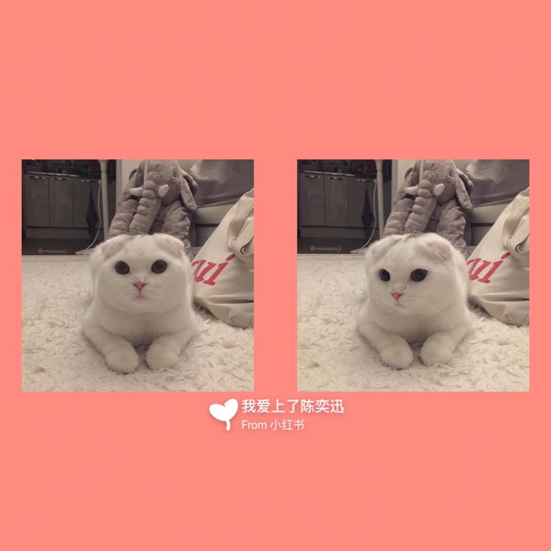 猫咪情头情侣头像 猫咪情头情侣头像高清