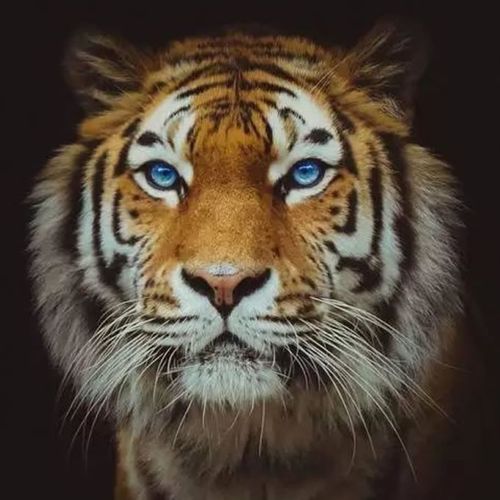 老虎头像图片 老虎头像