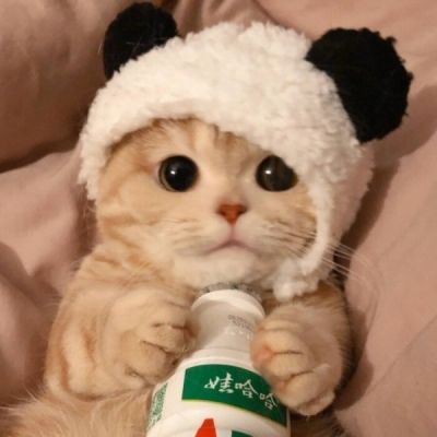 猫咪头像可爱微信头像 猫咪头像可爱微信头像萌萌