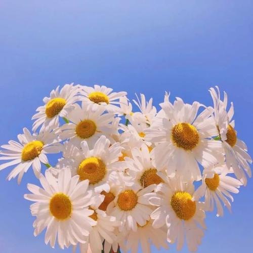 头像花朵图片 花朵头像图片大全