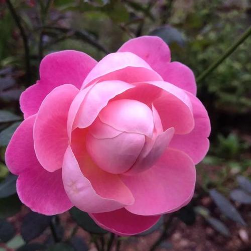 花的微信头像 微信头像图片大全