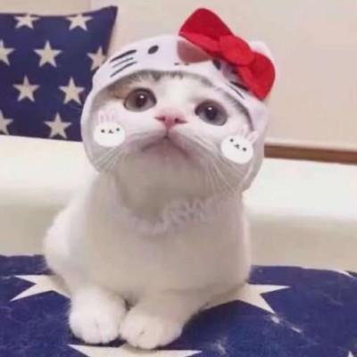 小猫情侣头像 小猫的头像情侣