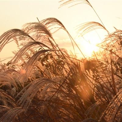 唯美意境头像 唯美意境头像图片卡通