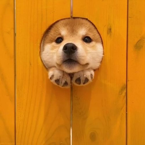 可爱又不失沙雕的头像动物 可爱沙雕小动物头像