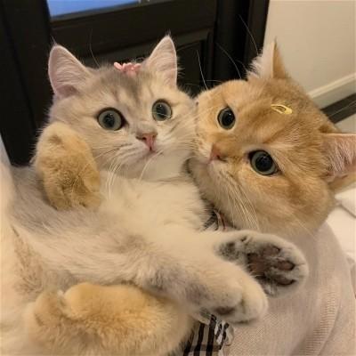 情侣动物头像 情侣动物头像图片可爱