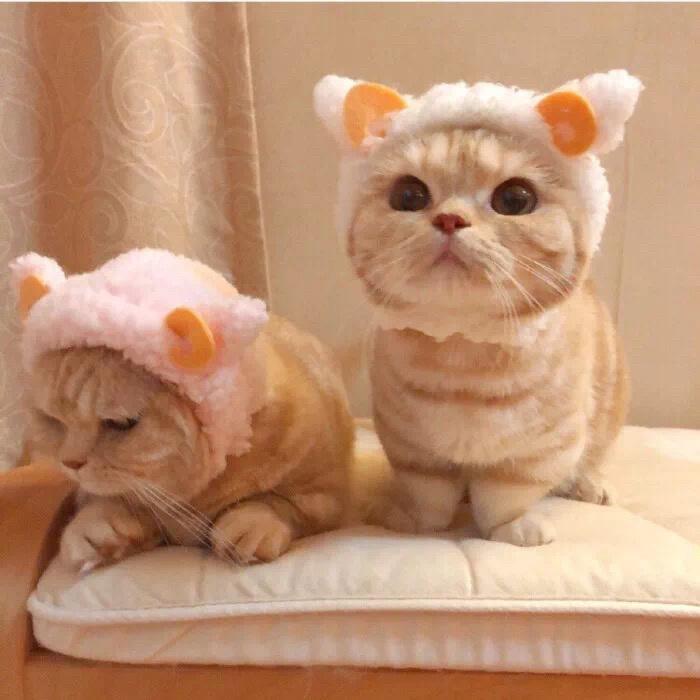 猫的情侣头像 猫咪情侣头像