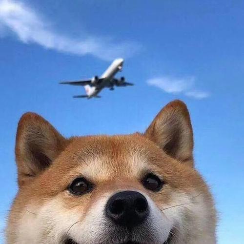 沙雕狗狗头像 沙雕狗头的图片头像