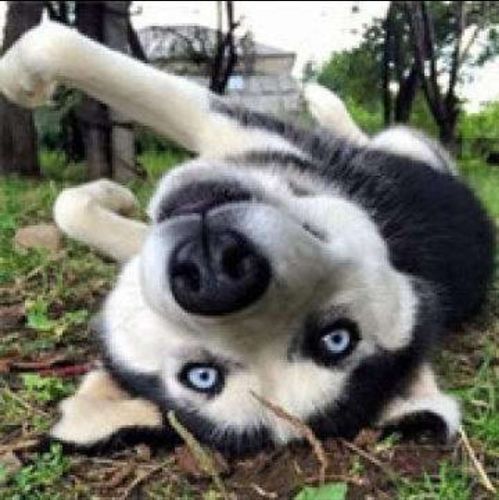 哈士奇头像搞笑 哈士奇头像高清图片搞笑