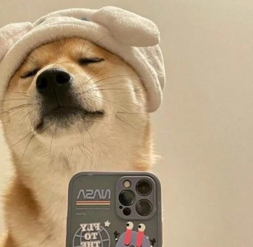 狗狗图片大全可爱头像 宠物狗图片大全可爱头像