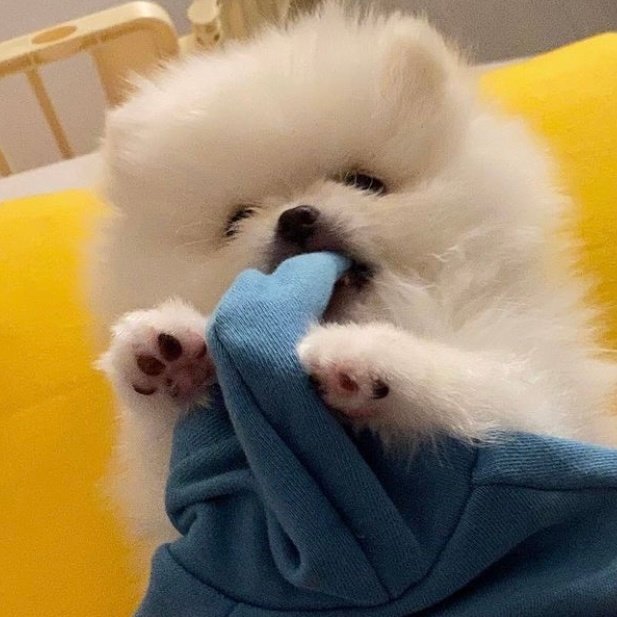 可爱狗狗头像图片 可爱狗子的图片头像