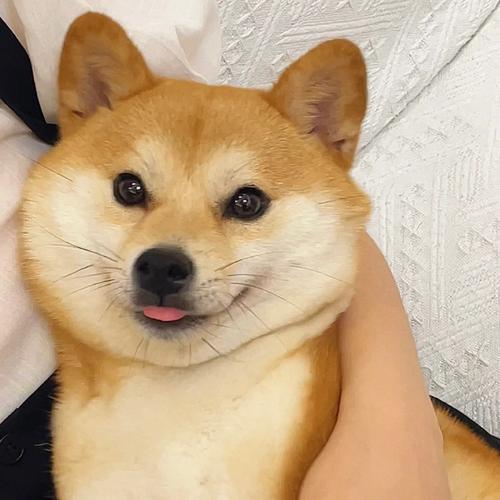 柴犬可爱头像 柴犬的可爱头像图片