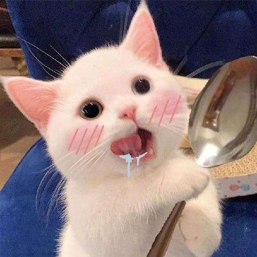 可爱宠物头像 宠物头像大全可爱