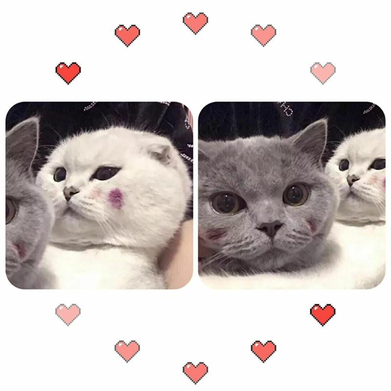 情侣头像猫狗 情侣头像猫狗图片卡通