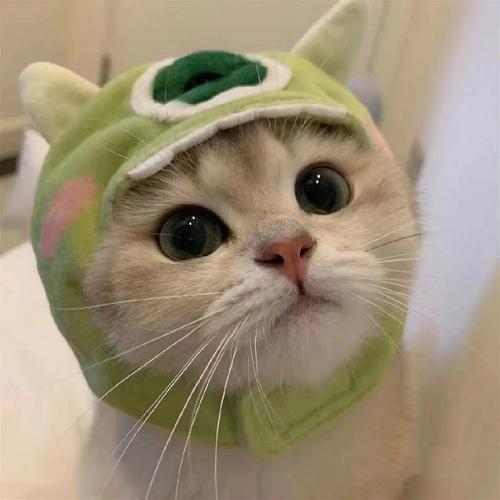 可爱猫咪图片头像 可爱猫咪图片头像萌宠