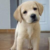 拉布拉多头像 拉布拉多头像图片可爱