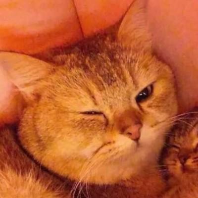 猫情侣头像一左一右一男一女 猫情侣头像一左一右一男一女图片可爱
