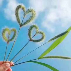 适合中年女性的头像 适合中年女性的头像图片微信大气最新版