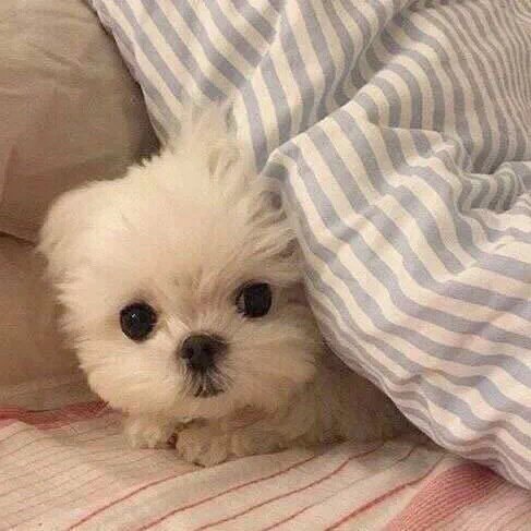 可爱狗狗头像图片 可爱小狗头像微信图片大全