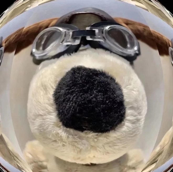 可爱一本正经地搞笑头像图片 可爱又搞笑的头像高清图