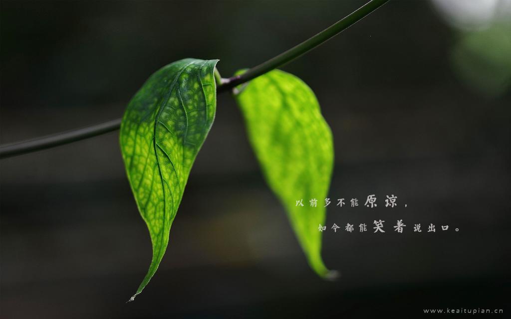 唯美绿色树叶精美桌面壁纸带字图片大全