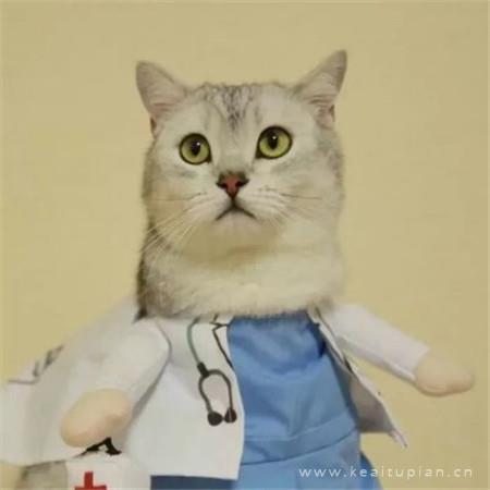 可爱的小猫咪一人一张情侣微信头像