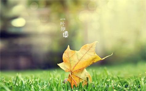 一叶知秋好看唯美的立秋壁纸图片