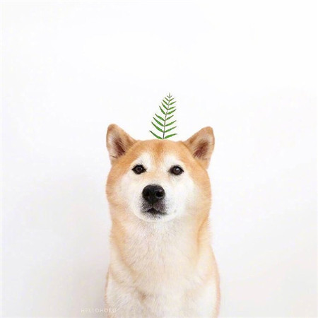 可爱的小柴犬呆萌表情高清图片大全