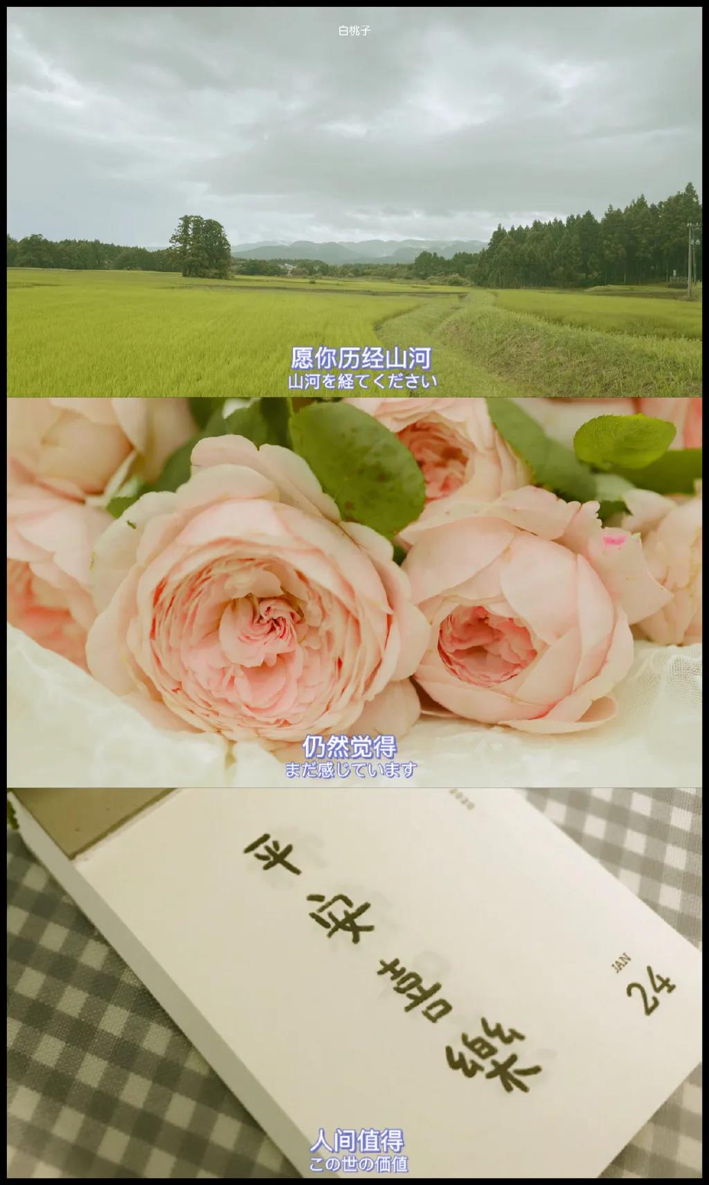 白桃子唯美小清新三格文字手机壁纸图片