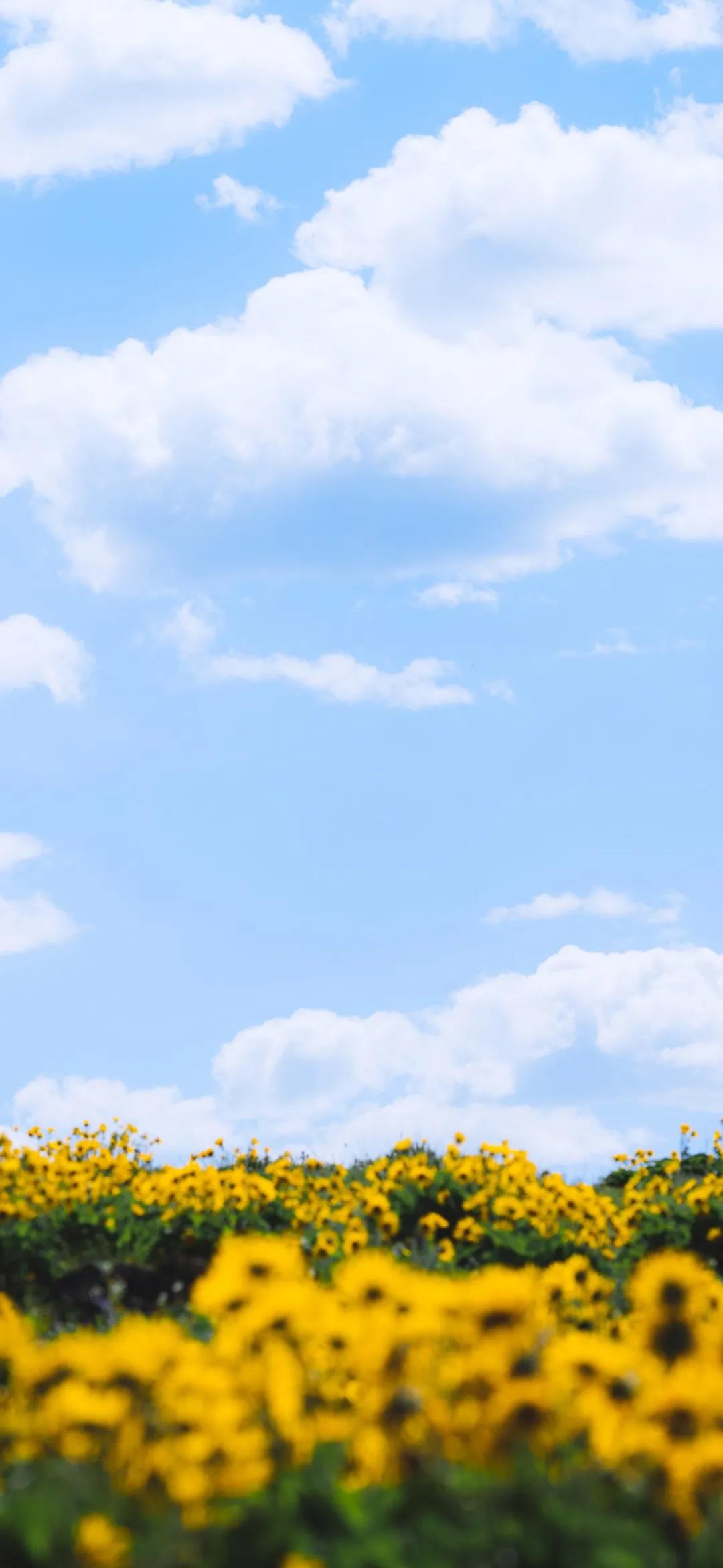 追逐太阳的向日葵花田唯美高清手机壁纸图片