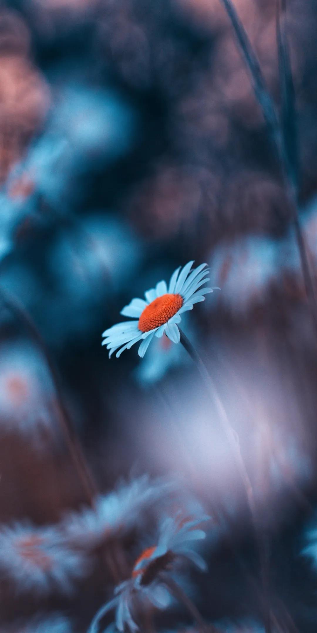 被摘下的花朵唯美伤感手机壁纸图片