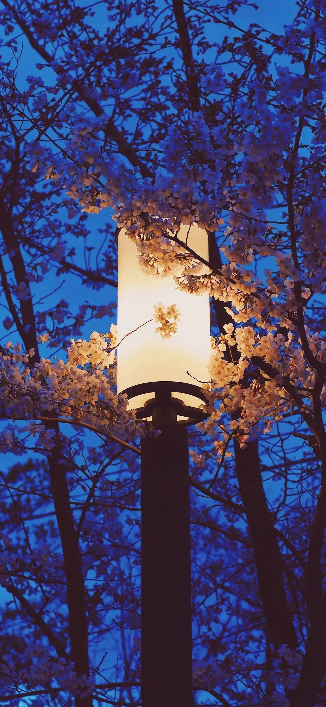 枝头争相绽放的花朵唯美清新手机壁纸图片