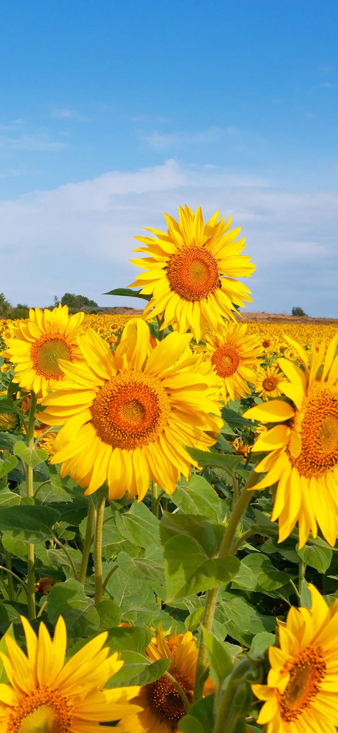 向日葵向阳而生灿烂唯美高清手机壁纸图片