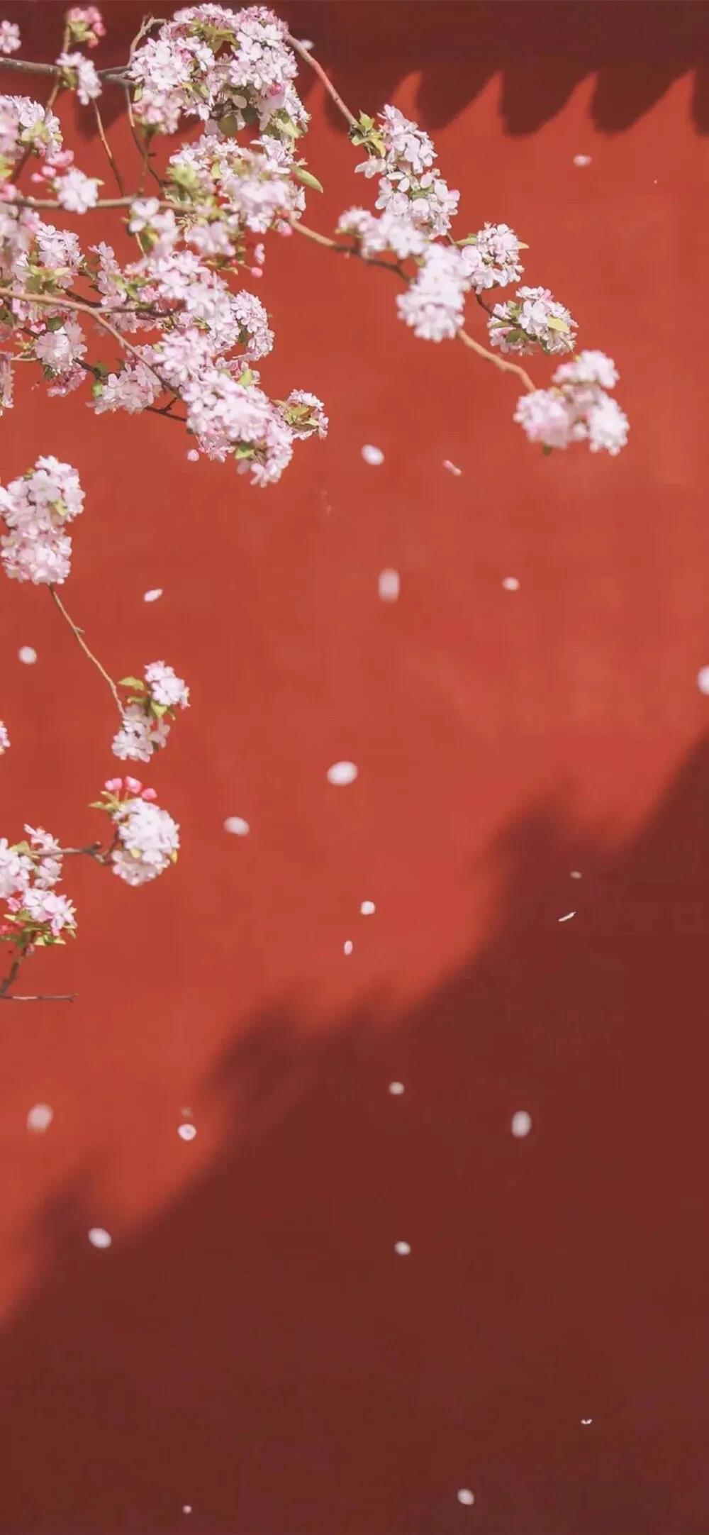 盛开的花朵唯美高清手机壁纸图片